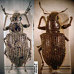 Naupactus cyphoides