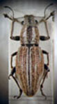 Naupactus dissimilis