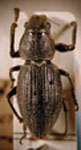 Naupactus fulvoaureus