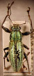 Naupactus hirtellus