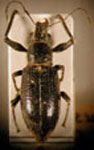 Naupactus instabilis