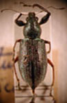 Naupactus laticollis