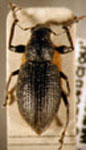 Naupactus sp.15