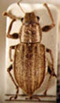 Naupactus sp.16