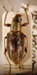 Naupactus sp.17