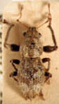 Naupactus sp.19