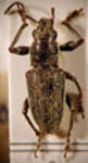 Naupactus sp.24