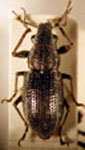 Naupactus sp.28