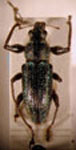 Naupactus sp.29