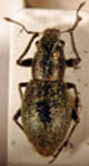 Naupactus sp.30