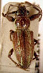 Naupactus sp.33