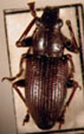 Naupactus sp.35