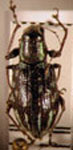 Naupactus sp.39