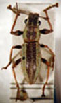 Naupactus sp.55