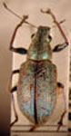 Naupactus sp.56