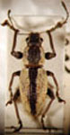 Naupactus sp.61