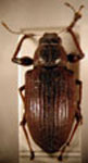 Naupactus sp.63