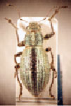 Naupactus verecundus