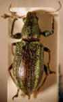 Naupactus viridicinctus