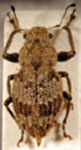  Pantomorus postfasciatus