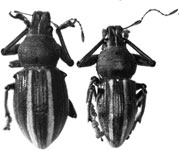 Teratopactus vittatus