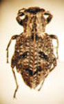  Anomophthalmus insolitus