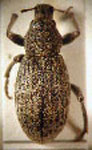  Cylydrorhinus aspericollis