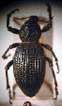  Cylydrorhinus perforatus