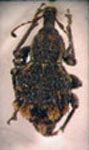  Dasydema sp. 1