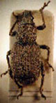  Geniocremnus angustirostris