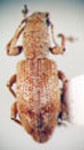  Nototactus latirostris