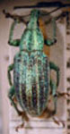  Parthenides virginalis