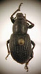  Strangaliodes niger