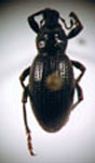  Strangaliodes sp. 1