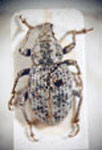  Strangaliodes sp. A