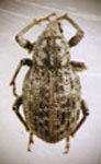  Strangaliodes sticticus