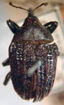  Rhyssomatus novalis