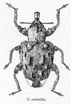 Conotrachelus auricollis