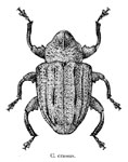  Conotrachelus crassus