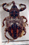  Conotrachelus deplanatus