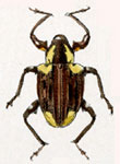  Conotrachelus inexplicatus