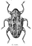  Conotrachelus miser