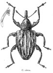  Conotrachelus nitens