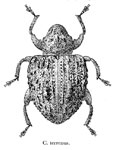  Conotrachelus terrenus