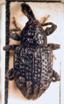  Conotrachelus variolosus