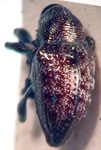  Chalcodermus serripes