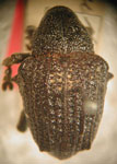  Sternechus uncipennis