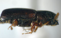  Gnathotrupes impressus