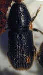  Hylurgus ligniperda