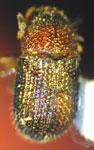  Phloeotribus willei